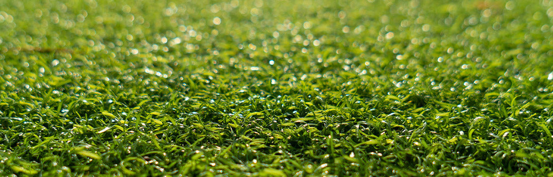 Artificial Lawn Installation in Seville Grove